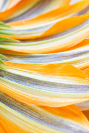Abstract floral background of colorful orange flower petalsの写真素材