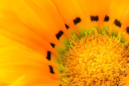 Extreme macro shot. Abstract background with pollenの写真素材