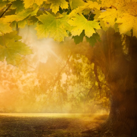 Autumn design background with colorful green and yellow leaves falling from the treeの写真素材