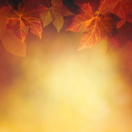 Autumn design background with colorful red and yellow leaves falling from the treeの写真素材