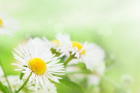 Fresh wildflowers spring or summer design. Floral nature daisy abstract background in green and yellowの写真素材