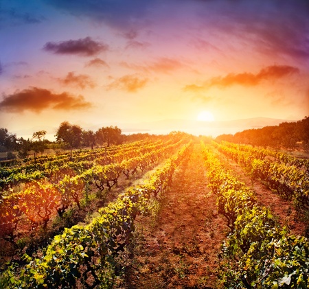 Beautiful vineyard landscape with rows of vines and sea with sunset in the backgroundの写真素材