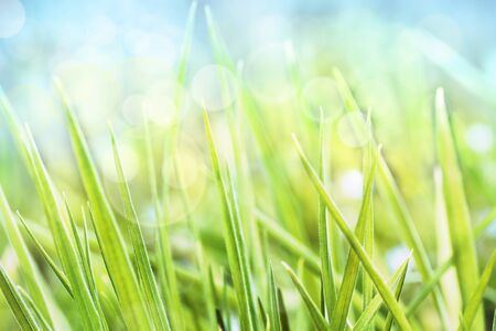 Spring grassの写真素材