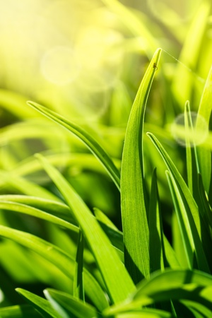 Beautiful green macro image of fresh spring grass.Small spider is starting to build his web.の写真素材