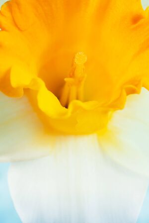 Extreme closeup of daffodil flower.の写真素材