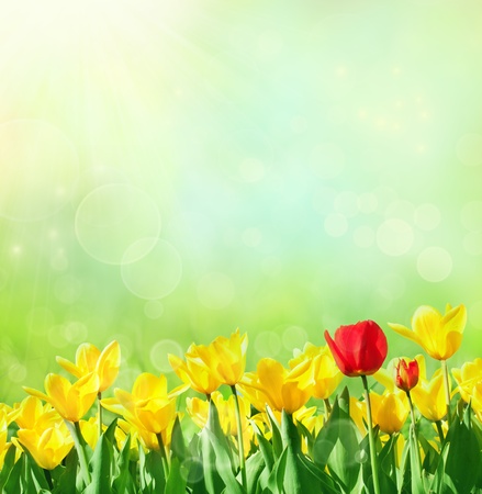 Tulip fieldの写真素材