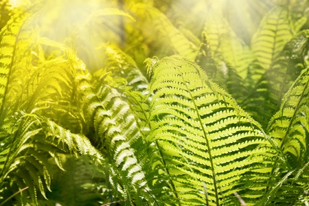 Fern leavesの写真素材