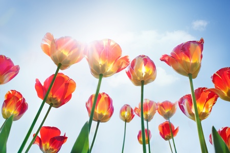 Spring background with red and yellow tulipsの写真素材