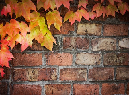 Poison ivy in autumn. Background Coloful ivy leaves over old brick wall with copyspace.の写真素材