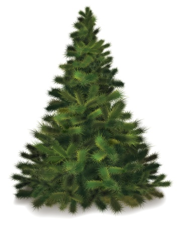 Christmas tree. Realistic illustration of fluffy pine tree