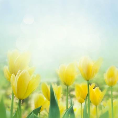 Spring background with beautiful  yellow tulipsの写真素材