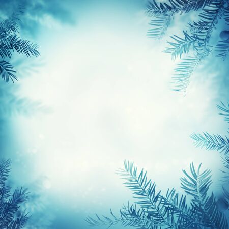 Border winter nature background. View through the pine branch with berriesの写真素材