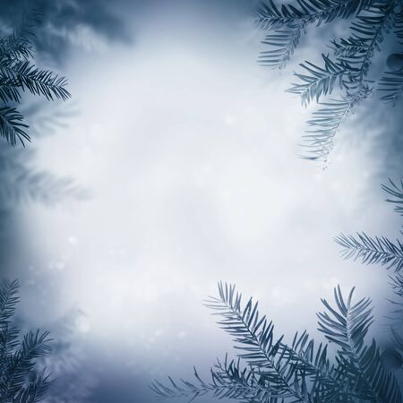 Border winter nature background. View through the pine branch with berriesの写真素材