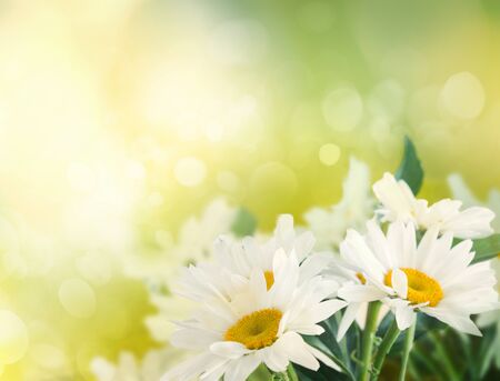 Summer or spring abstract bokeh background with daisy flowersの写真素材