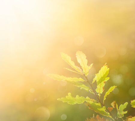 Autumn leaf in the morning. Background with autumn colors and copyspaceの写真素材