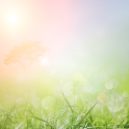 Spring or summer abstract nature background with grass in the meadow and sunset sky in the backの写真素材