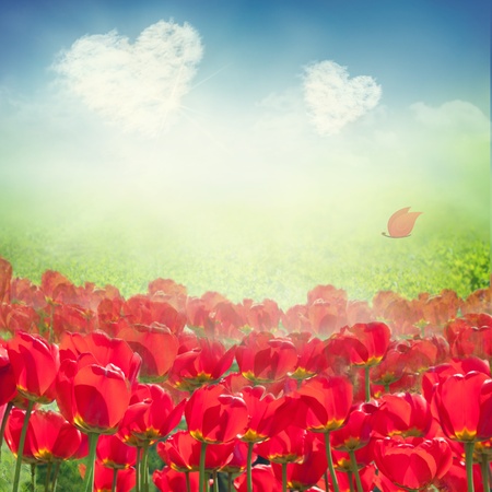 Valentines card. Tulip field with grass meadow and  heart clouds on blue skyの写真素材