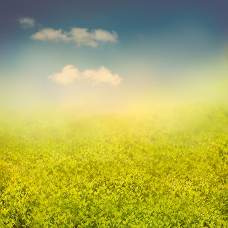 Summer or spring background with view over the hedge to the skyの写真素材