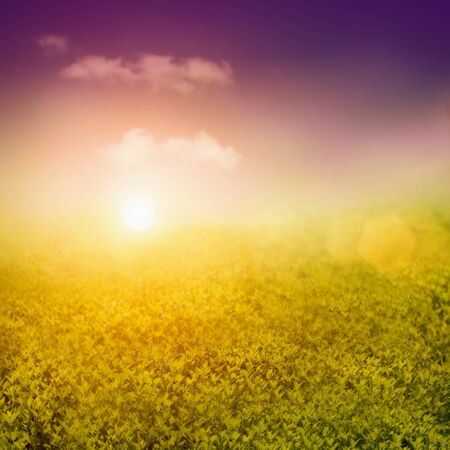 Summer or spring background with view over the hedge to the skyの写真素材
