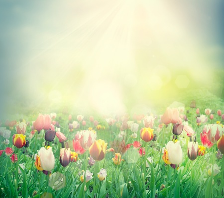 Tulip field. Easter spring background with tulips in a beautiful meadow with sunsetの写真素材