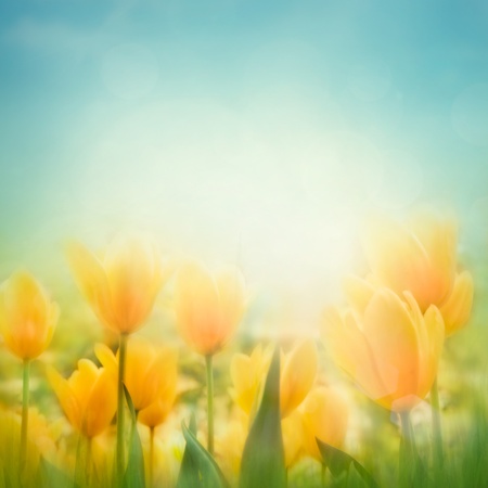 Spring Easter background with beautiful yellow tulipsの写真素材