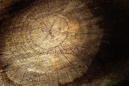 Tree texture background with golden colorsの写真素材