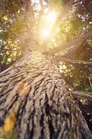 Pine treeの写真素材