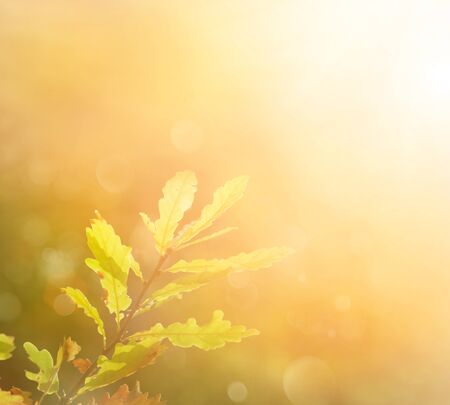 Leaf backgroundの写真素材