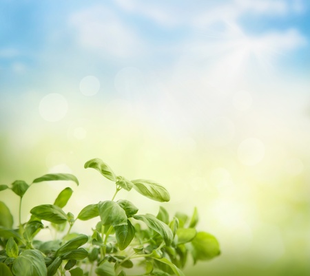 Fresh basil on bokeh spring backgroundの写真素材