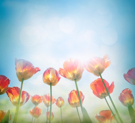 Easter Spring background with beautiful  yellow tulips in late afternoon sunset の写真素材