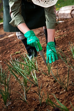 Spring garden concept. Male is doing garden workの写真素材