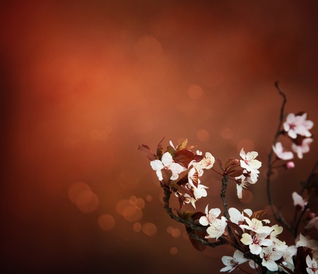 Cherry flowers background. Abstract spring bokeh backgroundの写真素材