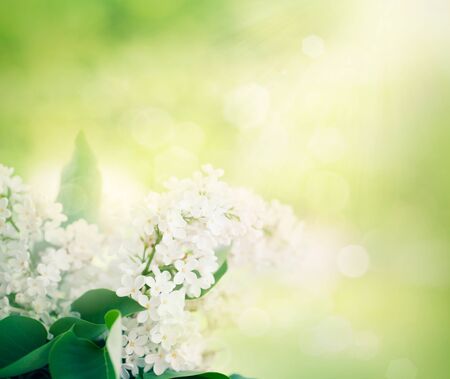 Spring bokeh floral background with white lilac flowers in the gardenの写真素材