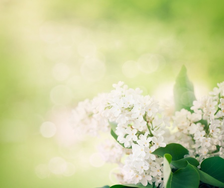 Spring bokeh floral background with white lilac flowers in the gardenの写真素材