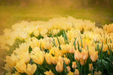 Easter Spring background with beautiful yellow tulips in late afternoon sunset の写真素材
