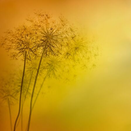 Spring or summer floral abstract background. Flower design with copyspace and bokehの写真素材