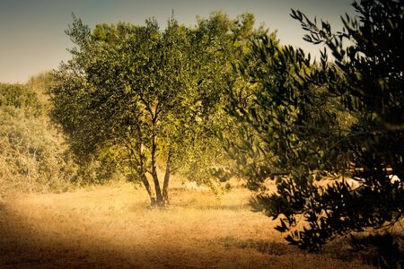 Iediterranean olive field with old olive tree ready for harvest.の写真素材
