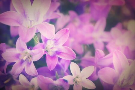 Beautiful spring background with campanula bouquet.の写真素材