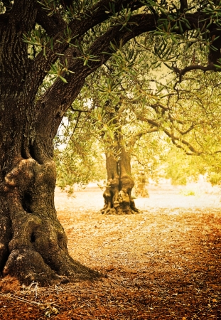 Mediterranean olive field with old olive tree ready for harvest.の写真素材