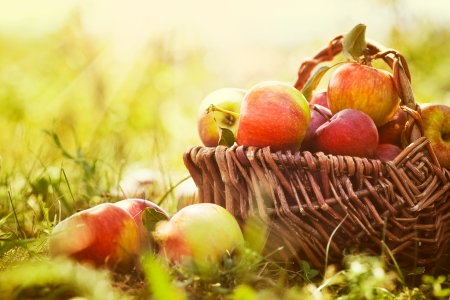 Organic apples in basket in summer grass. Fresh apples in natureの写真素材