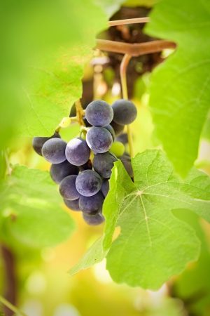 Fresh harvest of grapesの写真素材