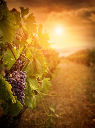 Nature background with Vineyard in autumn harvest. Ripe grapes in fall.の写真素材