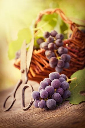 Fresh harvest of grapes. Vineyard theme with black grapes and basket on wooden background. Nature fruit concept.の写真素材