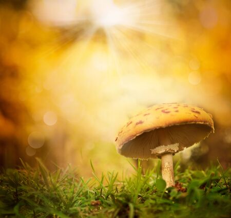 Autumn background. Fall forest season mushroom with colorful  bokeh background and copyspaceの写真素材