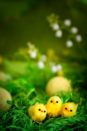 Easter yellow chickens in spring valley  Easter backgroundの写真素材