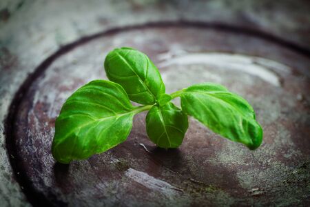 Fresh herbs  Basil leaves in vintage settingの写真素材