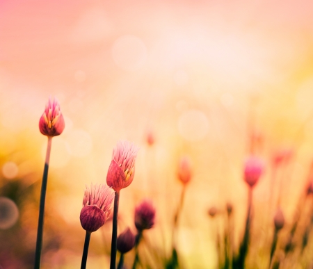 Fresh chives flower over colorful background  Spring or summer floral backgroundの写真素材
