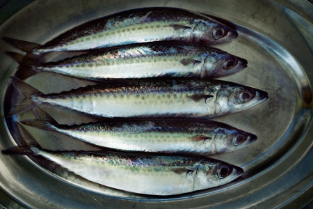 Raw mackerel fish. Sea foodの写真素材