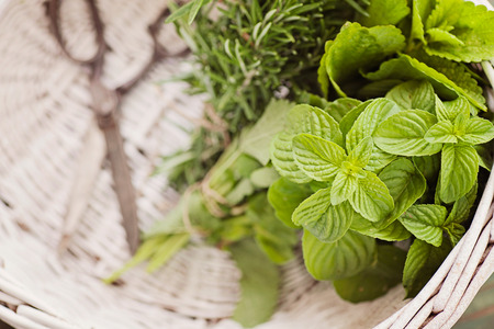 Fresh herbs. Melissa, rosemary and mint in rustic settingの写真素材