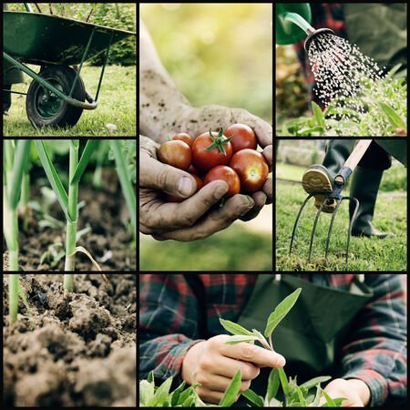 Garden. Collage of spring gardening work. Herbs and vegetablesの写真素材